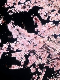 繁花又起