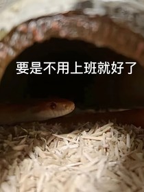 蛇蛇毒液研究报告