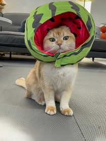 薛定谔的花花