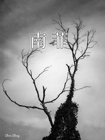 南菲