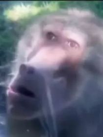 葉羅麗之水與花