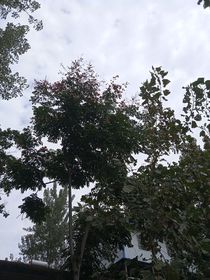 來自我的暗戀