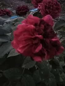 花神去地球