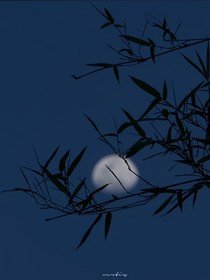 他如月光