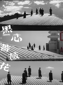 TNT：黑心蔷薇花