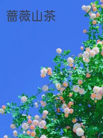 山茶薔薇