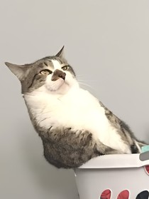 你是什么鬼