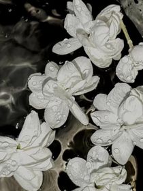 茉莉花開(kāi)你我重逢