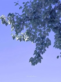 開連：聊天群