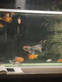 张凌赫：恋爱吧