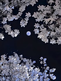 凹凸同人：月映芙蓉染流水