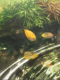 py无声丝线缠于停
