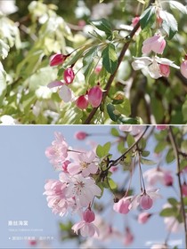 小花仙：见初春