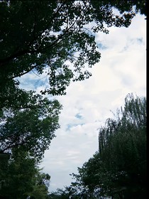 芋头随笔