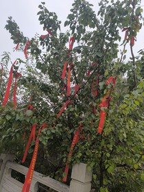 乱红缨