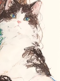 波斯猫和金毛的恋爱故事