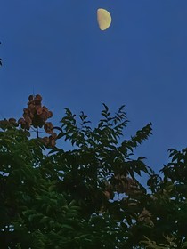 希月斯：月朝日暮