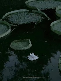 若浮生如梦，为欢几何