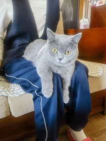如果猫会发消息