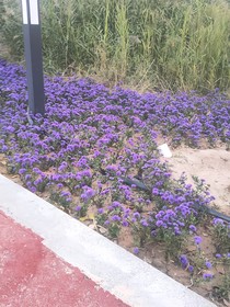蜜蜂王后