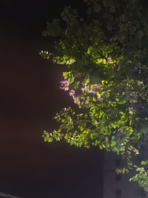 落叶归根T