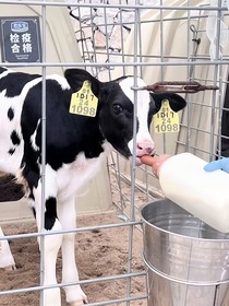 重生之我是成毅养的小牛