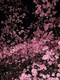 生想