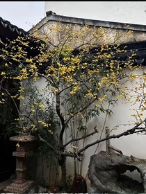 画中仙缘