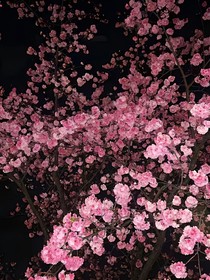 念与樱约