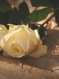 语录：新篇