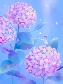 绣球花之绽放