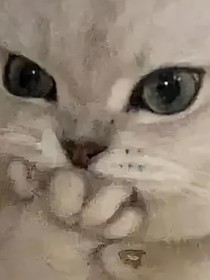三生三世十里桃花掐不断