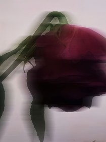 （HP）玫瑰的救赎