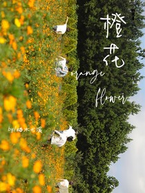 orangeflower