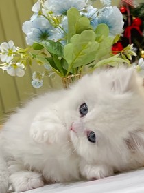 七个哥哥独宠两位千金大小姐二小姐