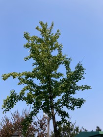 魔鬼英雄