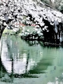 梨水映桃花