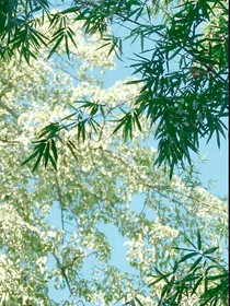 岁月年生
