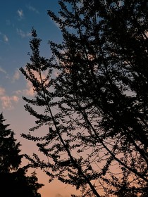 鬼王悲夬