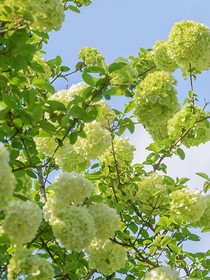 盛夏中的相恋