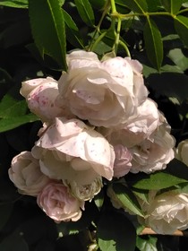 野玫瑰（自述）