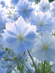 夏雷