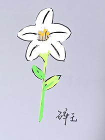 家乡的百合
