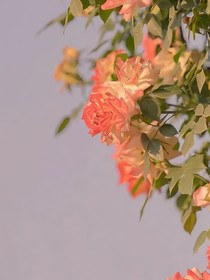 神女祇