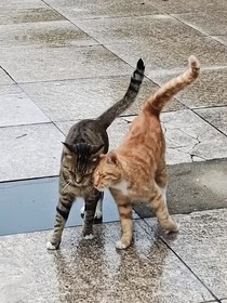 姐姐獨寵我
