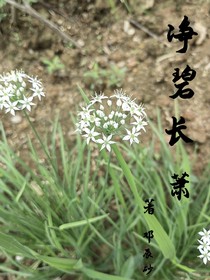 净碧长萧（已烂尾）