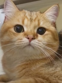 碎幻
