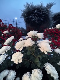 山茶花的思念