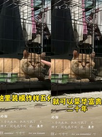 他心里有別的貓—人獸