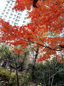 春四月